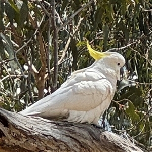 Cacatua galerita at Ngunnawal, ACT - 19 Oct 2024