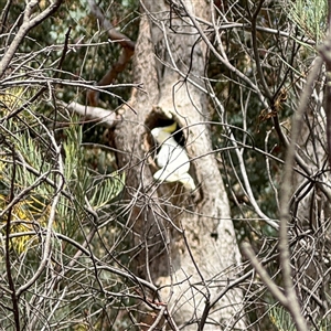 Cacatua galerita at Ngunnawal, ACT - 19 Oct 2024 12:37 PM