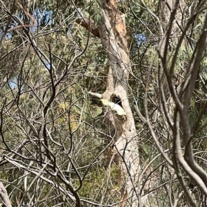 Cacatua galerita at Ngunnawal, ACT - 19 Oct 2024 12:37 PM