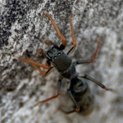 Myrmarachne erythrocephala (Ant-mimic jumping spider) at Ngunnawal, ACT - 19 Oct 2024 by Hejor1