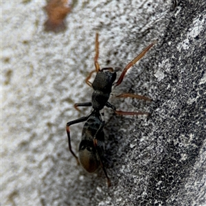 Myrmarachne erythrocephala at Ngunnawal, ACT - 19 Oct 2024 12:36 PM