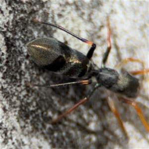 Myrmarachne erythrocephala at Ngunnawal, ACT - 19 Oct 2024 12:36 PM