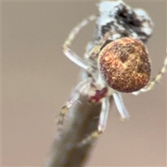 Araneus albotriangulus at Ngunnawal, ACT - 19 Oct 2024 by Hejor1