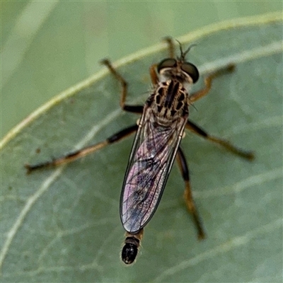 Cerdistus sp. (genus) (Slender Robber Fly) at Ngunnawal, ACT - 19 Oct 2024 by Hejor1