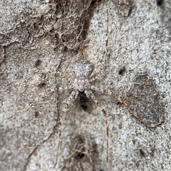 Tamopsis sp. (genus) (Two-tailed spider) at Ngunnawal, ACT - 19 Oct 2024 by Hejor1