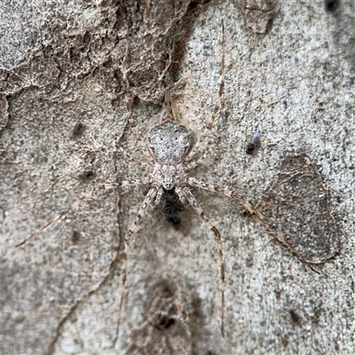 Tamopsis sp. (genus) (Two-tailed spider) at Ngunnawal, ACT - 19 Oct 2024 by Hejor1