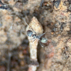 Iridomyrmex sp. (genus) (Ant) at Ngunnawal, ACT - 19 Oct 2024 by Hejor1