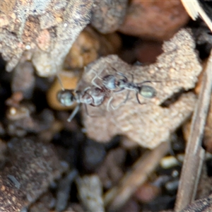 Iridomyrmex sp. (genus) at Ngunnawal, ACT - 19 Oct 2024 12:24 PM