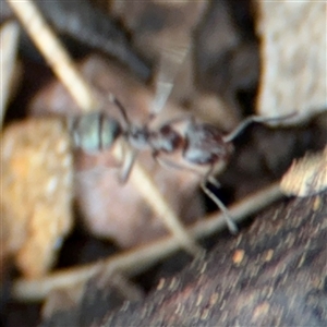 Iridomyrmex sp. (genus) at Ngunnawal, ACT - 19 Oct 2024 12:24 PM