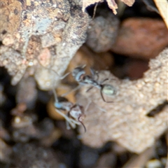 Iridomyrmex sp. (genus) at Ngunnawal, ACT - 19 Oct 2024 12:24 PM