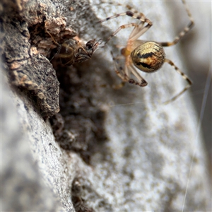 Cryptachaea veruculata at Ngunnawal, ACT - 19 Oct 2024