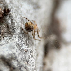 Cryptachaea veruculata at Ngunnawal, ACT - 19 Oct 2024