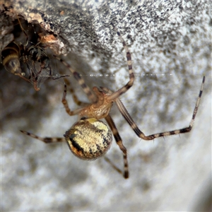 Cryptachaea veruculata at Ngunnawal, ACT - 19 Oct 2024