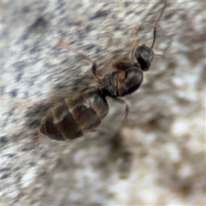 Nylanderia sp. (genus) at Ngunnawal, ACT - 19 Oct 2024