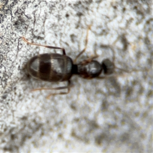 Nylanderia sp. (genus) at Ngunnawal, ACT - 19 Oct 2024