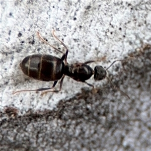 Nylanderia sp. (genus) at Ngunnawal, ACT - 19 Oct 2024