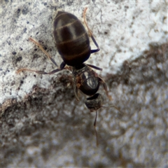 Nylanderia sp. (genus) at Ngunnawal, ACT - 19 Oct 2024