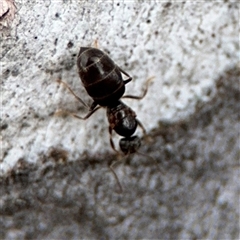 Nylanderia sp. (genus) at Ngunnawal, ACT - 19 Oct 2024