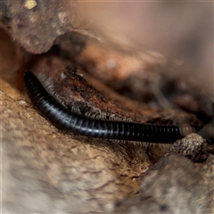 Diplopoda (class) (Unidentified millipede) at Ngunnawal, ACT - 19 Oct 2024 by Hejor1