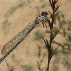 Xanthagrion erythroneurum at Greenway, ACT - 13 Oct 2024 02:55 PM