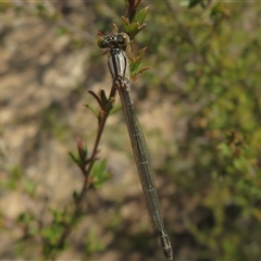 Xanthagrion erythroneurum at Greenway, ACT - 13 Oct 2024 02:55 PM