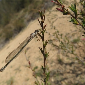 Xanthagrion erythroneurum at Greenway, ACT - 13 Oct 2024 02:55 PM