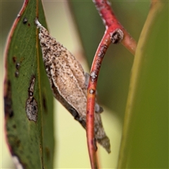 Hyalarcta nigrescens (Ribbed Case Moth) at Ngunnawal, ACT - 19 Oct 2024 by Hejor1