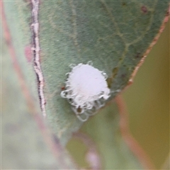 Glycaspis sp. (genus) at Ngunnawal, ACT - 19 Oct 2024 by Hejor1