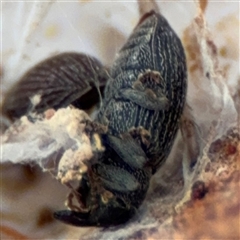 Melanterius maculatus (Acacia Seed Weevil) at Ngunnawal, ACT - 19 Oct 2024 by Hejor1