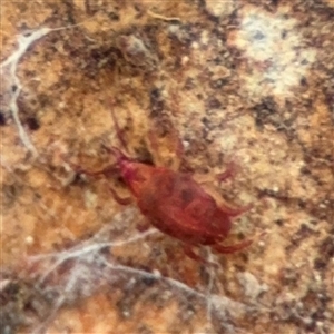 Bdellidae sp. (family) at Ngunnawal, ACT - 19 Oct 2024 12:00 PM