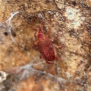 Bdellidae sp. (family) at Ngunnawal, ACT - 19 Oct 2024