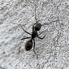 Camponotus aeneopilosus (A Golden-tailed sugar ant) at Ngunnawal, ACT - 19 Oct 2024 by Hejor1