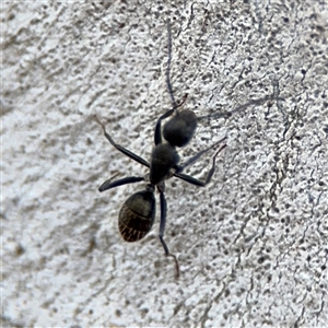 Camponotus aeneopilosus at Ngunnawal, ACT - 19 Oct 2024 11:55 AM