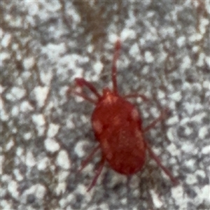 Erythraeidae (family) at Ngunnawal, ACT - 19 Oct 2024 11:53 AM