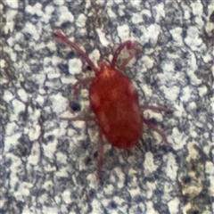 Erythraeidae (family) at Ngunnawal, ACT - 19 Oct 2024 11:53 AM