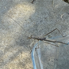 Zaprochilus australis (Twig-mimic katydid) at Watson, ACT - 20 Oct 2024 by AniseStar