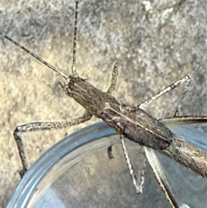 Zaprochilus australis at Watson, ACT - suppressed