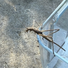 Zaprochilus australis at Watson, ACT - suppressed