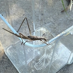 Zaprochilus australis at Watson, ACT - suppressed