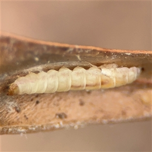 Lepidoptera unclassified IMMATURE at Ngunnawal, ACT - 19 Oct 2024