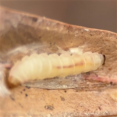 Lepidoptera unclassified IMMATURE at Ngunnawal, ACT - 19 Oct 2024