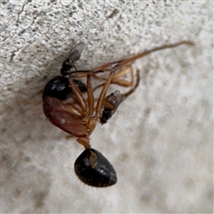 Milichiidae (family) at Ngunnawal, ACT - 19 Oct 2024