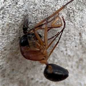 Camponotus nigriceps at Ngunnawal, ACT - 19 Oct 2024 11:50 AM