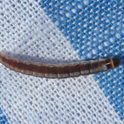 Unidentified Insect at Latham, ACT - 19 Oct 2024 by Christine