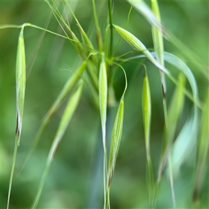 Avena sp. at Ngunnawal, ACT - 19 Oct 2024 11:49 AM