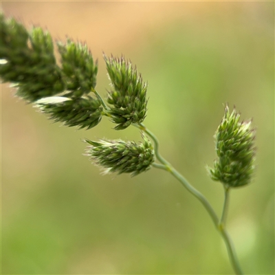 Dactylis glomerata (Cocksfoot) at Ngunnawal, ACT - 19 Oct 2024 by Hejor1