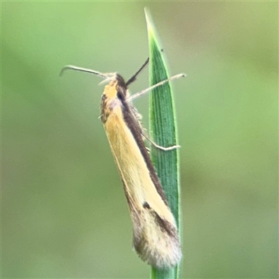 Philobota protecta (A concealer moth) at Ngunnawal, ACT - 19 Oct 2024 by Hejor1