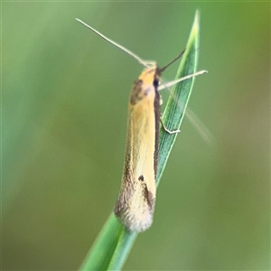 Philobota protecta at Ngunnawal, ACT - 19 Oct 2024