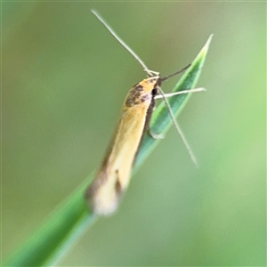 Philobota protecta at Ngunnawal, ACT - 19 Oct 2024