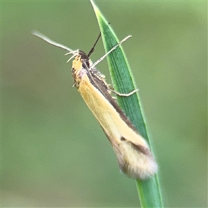 Philobota protecta at Ngunnawal, ACT - 19 Oct 2024